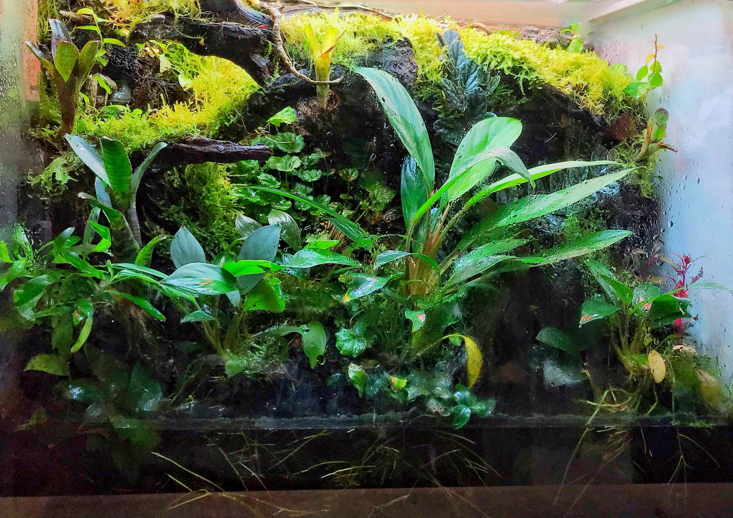 Палюдариум 